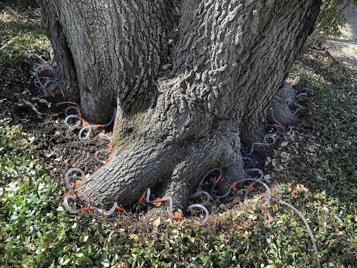 Detailed Tree Cabling and Bracing job site in Patton