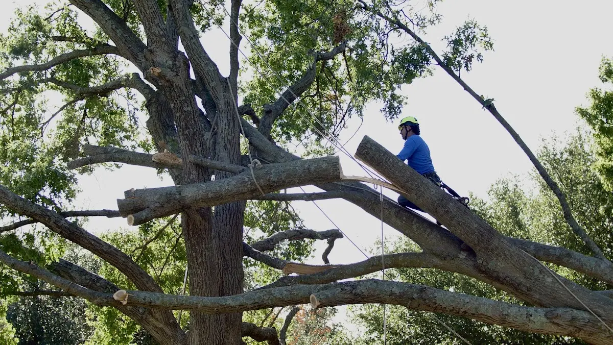 Professional Crown Thinning performed by certified arborists in Patton